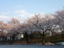 画像: 太田市近郊の桜も見頃となりました。