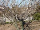 画像: 梅の花（木崎町近郊）