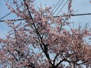 画像: 早咲きの桜も
