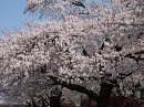 画像: 桜ホントに満開