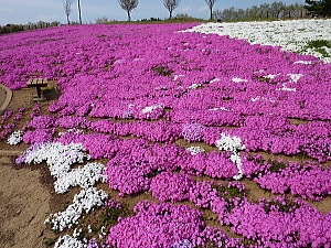 画像: 太田北部の芝桜