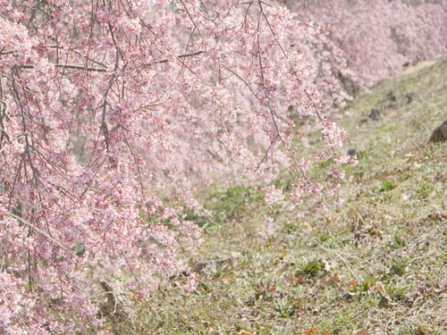 画像: 桜が満開