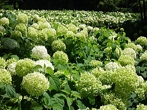 画像: 紫陽花