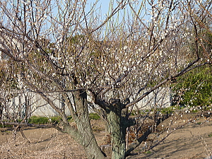 画像: 梅の花（木崎町近郊）